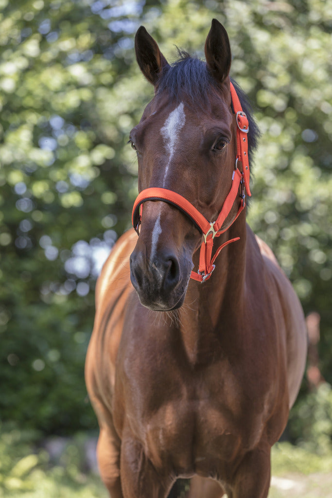 Norton Neon Head Collar