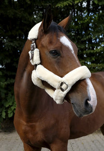 'TEDDY' Head Collar