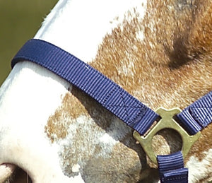 Nylon Head Collar