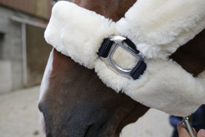 'TEDDY' Head Collar