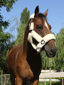 'TEDDY' Head Collar