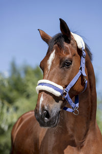 Synthetic Head Collar