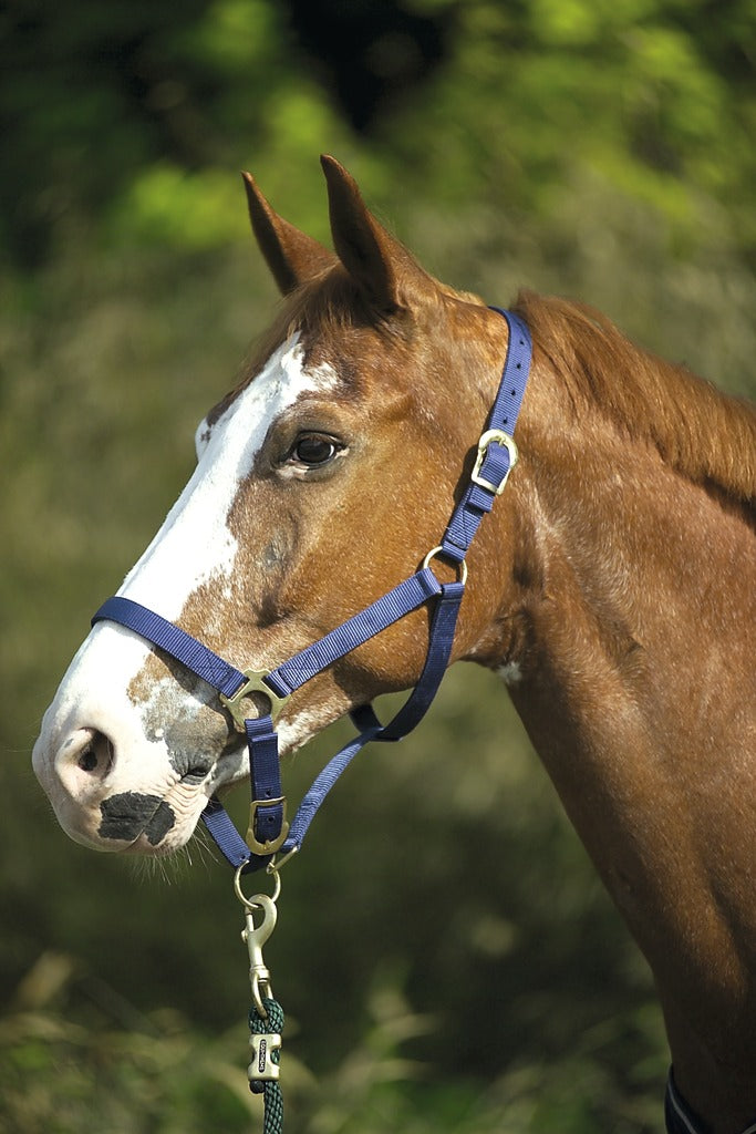 Nylon Head Collar